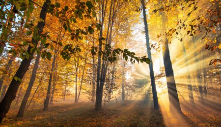 La magia del otoño capturada en este bosque de coníferas. La niebla de la mañana y el sol iluminan la belleza de la naturaleza.