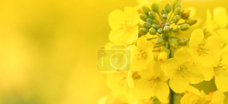 campo de vibrantes flores de colza amarillas bajo un cielo azul brillante, con un árbol solitario en la distancia