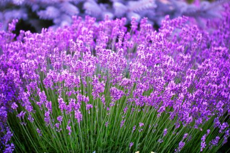 Photo for The Art of Lavender: Designer Landscape Flourishing in Blooms - Royalty Free Image
