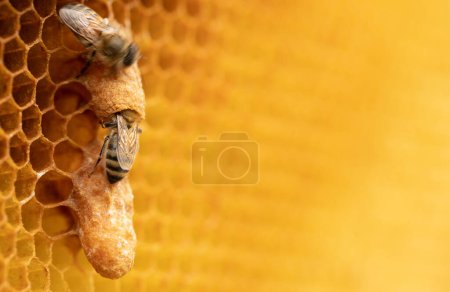 Photo for Ruling Royalty: Bee Breeder's Snapshot of Queen Bees on Honeycomb - Royalty Free Image