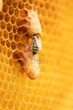 Foto de Regal Elegance: Bee Breeder's Shot Showcasing Queen Bees on Comb Cells - Imagen libre de derechos