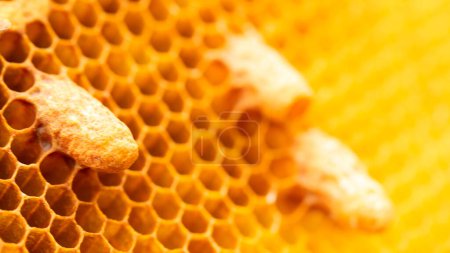 Photo for Bee Breeder's Magnificent Display: Queen Bees Adorn Honeycomb Cells - Royalty Free Image