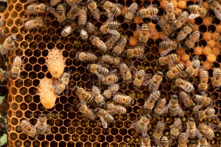 Photo for Capturing the Majesty: Bee Breeder Showcasing Queen Bees on Honeycombs - Royalty Free Image