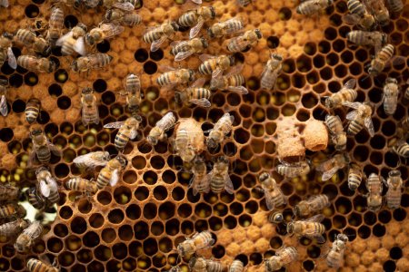 Photo for The Essence of Beekeeping: Queen Bees Gracing Honeycomb Cells - Royalty Free Image