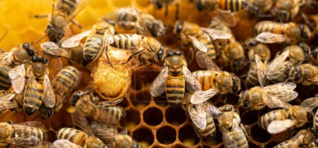 Photo for In the Heart of the Hive: Bee Breeder's Photo of Queen Bees on Comb - Royalty Free Image