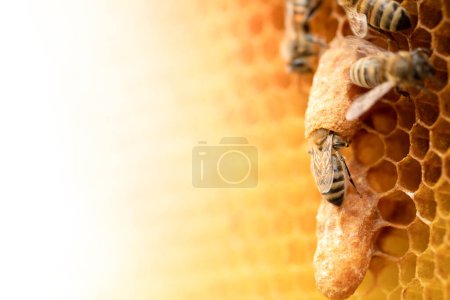 Foto de Realeza gobernante: Instantánea de abejas reina en panal de abeja - Imagen libre de derechos
