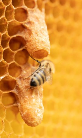 Photo for Bee Breeder's Magnificent Display: Queen Bees Adorn Honeycomb Cells - Royalty Free Image