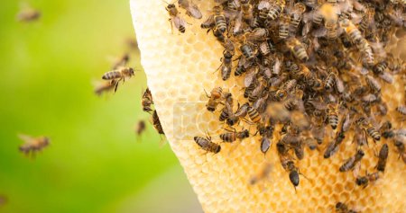 Photo for Harvesting Honey: Bees Buzzing on Medovukha Frames - Royalty Free Image