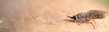 Téléchargez les photos : Marque de l'insecte : Explorer les effets d'une piqûre de bogue - en image libre de droit