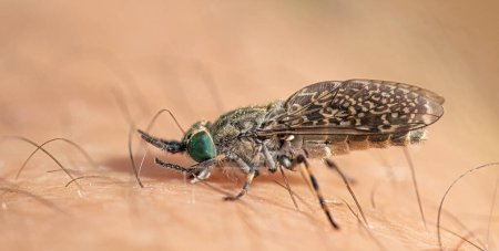 Der Juckreiz der Natur: Der Biss eines Insekts auf der Haut aus nächster Nähe