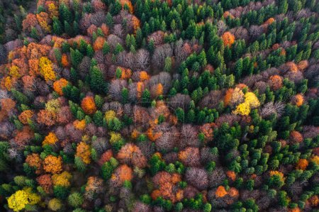 Téléchargez les photos : Expédition d'automne des drones : majesté de montagne en jaune et rouge - en image libre de droit