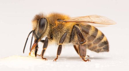 Foto de Graceful Bee in Flight: Un estudio en elegancia blanca - Imagen libre de derechos