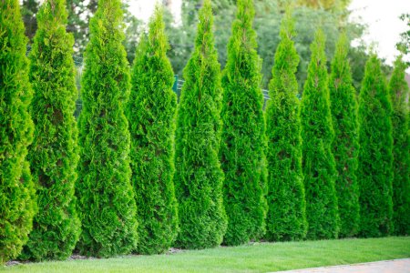 Photo for Elegant Landscape: Featuring a Decorative Thuja in the Backyard - Royalty Free Image