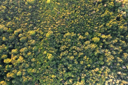 Foto de Lakeside Haven: Descubriendo la paz y la inspiración en medio de las hojas oxidadas y el aire crujiente de un bosque de otoño - Imagen libre de derechos