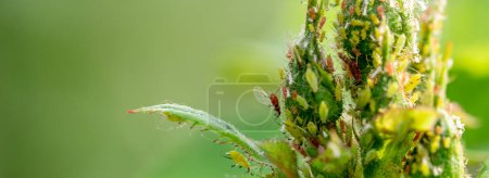 Nature's Intricacy: Close-Up of Rose Bud Infestation