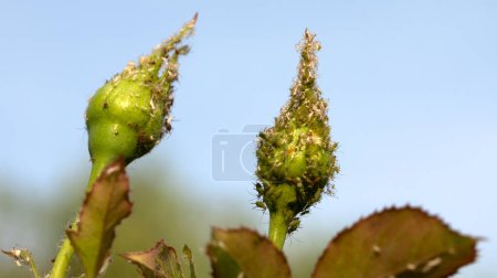 Roses Dilemma: Ein Makroblick auf die Invasion der Blattläuse