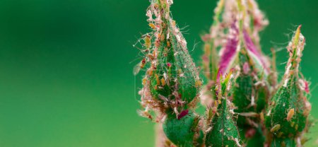 The Silent Invaders: Aphids Unveiled on Rose Petals