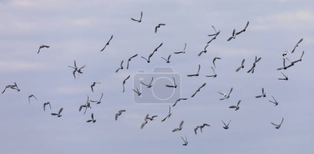 Wings in Symphony: Flocks of Birds Soaring in the Sky