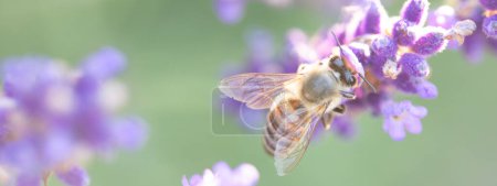 Symphonie d'abeilles : pollinisateur parmi les fleurs de lavande