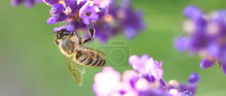 Bee Harmony: Pollinator in Lavender Garden