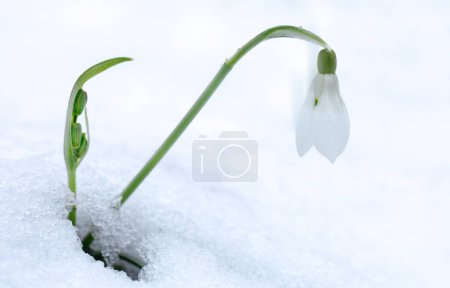 Frostige Eleganz: Schneeglöckchen blühen inmitten einer Schneedecke