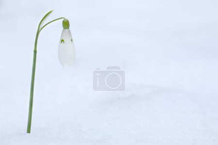 Frostgeküsste Blüten: Schneeglöckchen umarmen den Winterfrost