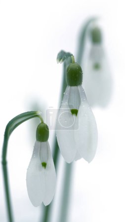 Frosty Elegance: A Snowdrop Blooming in the Snow
