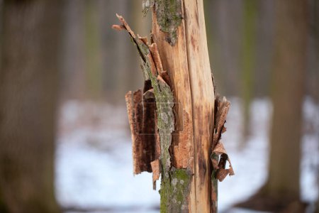 Escultura de la naturaleza: tronco de árbol seco en medio de la naturaleza