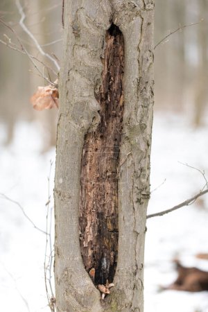 Der Verfall der Natur: Ein morscher Baumstamm, der der Zeit nachgibt