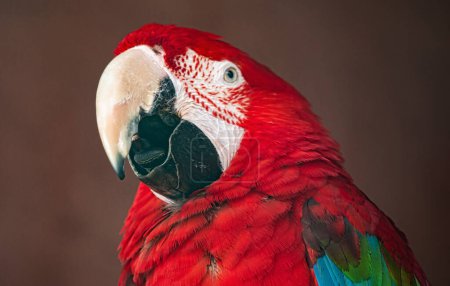 Tropischer Schatz: Ara-Papagei in seinem natürlichen Lebensraum