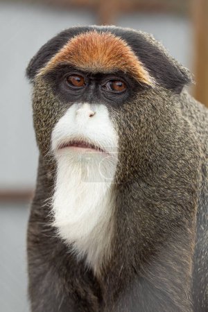 Mono de Brazza: Observador gentil del dosel forestal
