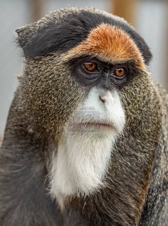 Brazza's Monkey: Secretive Dweller of the Treetops