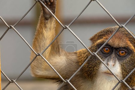 Foto de Explorando los hábitats del zoológico: Observando el mono De Brazza - Imagen libre de derechos