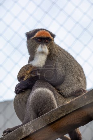 Foto de Pequeño y grande: De Brazza Monkey Bonds con un mono más pequeño - Imagen libre de derechos