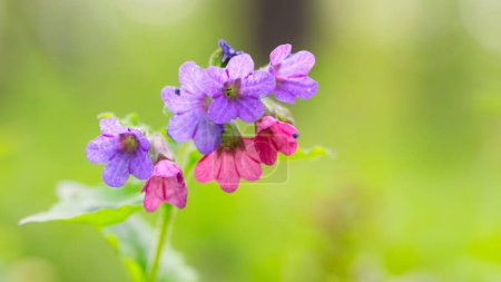 Sweet Honeysuckle: Vibrant Flowering of Honeysuckle Blossoms