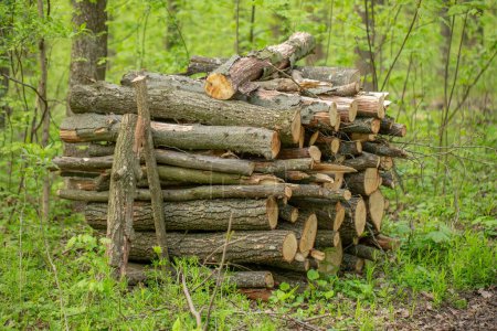 Forest Treasure: Neatly Stacked Harvested Firewood Amidst Trees