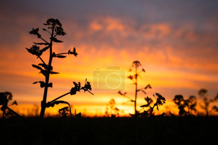 Sunset Glow Over Rapeseed Fields: A Golden Hour Spectacle