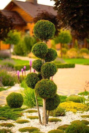 Téléchargez les photos : Garden Couture : Plantes façonnées en chefs-d'œuvre géométriques - en image libre de droit