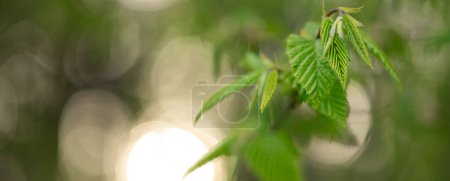 Green Serenity: Tranquil Abstract Background of Hornbeam Leaves