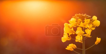 Canopée ensoleillée : Fleurs de colza se prélassant dans la lueur chaude