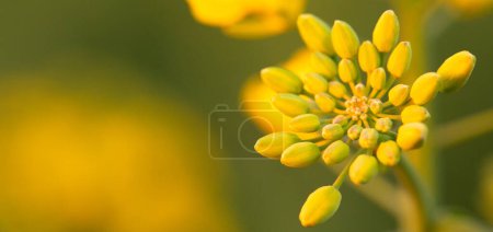 Foto de Lienzo de la naturaleza: flores de colza decorando el campo - Imagen libre de derechos