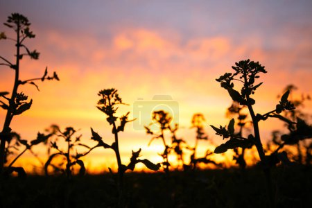 Evening Majesty: Rapeseed Flowers Bask in Twilight's Warmth
