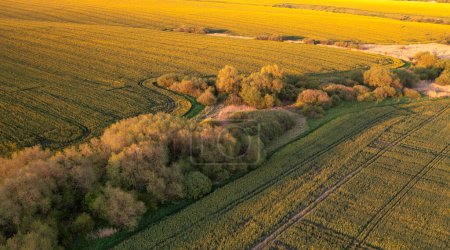 Photo for Fields of Gold: A Bird's Eye View of Vast Rapeseed Plantations - Royalty Free Image