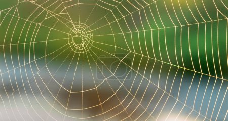 Spitze der Natur: Spinnennetz auf der Wiese