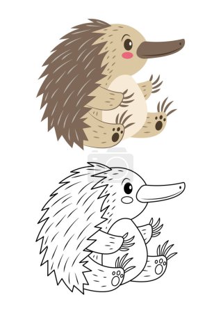 Echidna cute vector illustration cartoon isolated on white background. Spiky anteater vector colored and colorless. Cute coloring page for kids. 