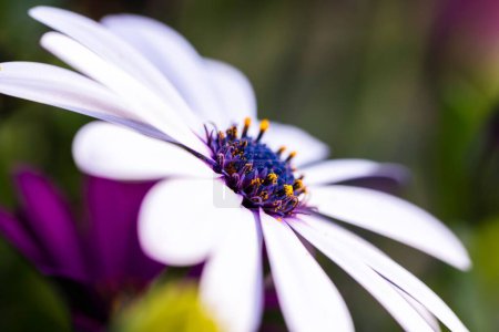 Photo for A beautiful vibrant macro portrait of a soprano light purple african daisy or osteospermum. The zoom is on the colorful pistil and stamen of the flower. - Royalty Free Image