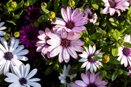 Photo for A close up  colorful and vibrant portrait full of african daisy flowers of the type soprano light purple. The flowers are lit by sunlight and are standing in a garden. - Royalty Free Image