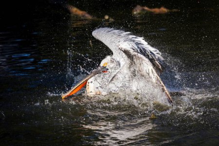 Photo for A close up portrait of a american white pelican flapping its wings in the water of a lake in order to clean and wash itself, splashing water around on a sunny day. The bird is surrounded by darkness. - Royalty Free Image