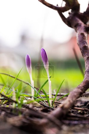 Photo for A vertical close up portrait of two closed small purple crocus flowers standing in the grass next to a small twig of a garden during springtime. The plants are still growing on an overcast day. - Royalty Free Image