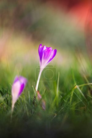 Photo for A close up vertical portrait of a small purple crocus flower standing in between a green blur of grass in a garden outside on a sunny day. The flower is blooming during springtime. - Royalty Free Image